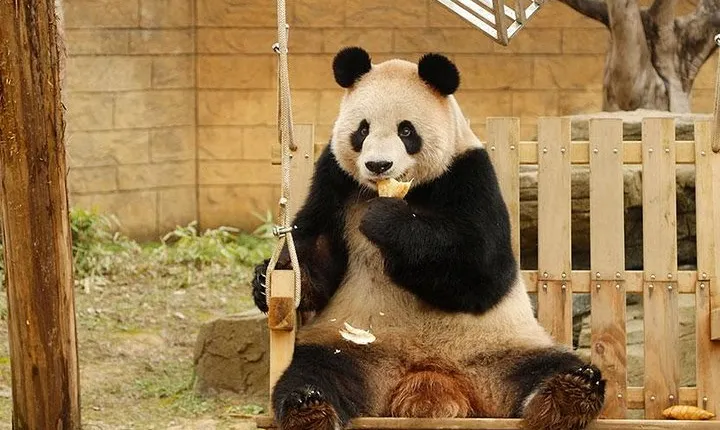 Private Transfer between Hangzhou Safari Park and City Hotels