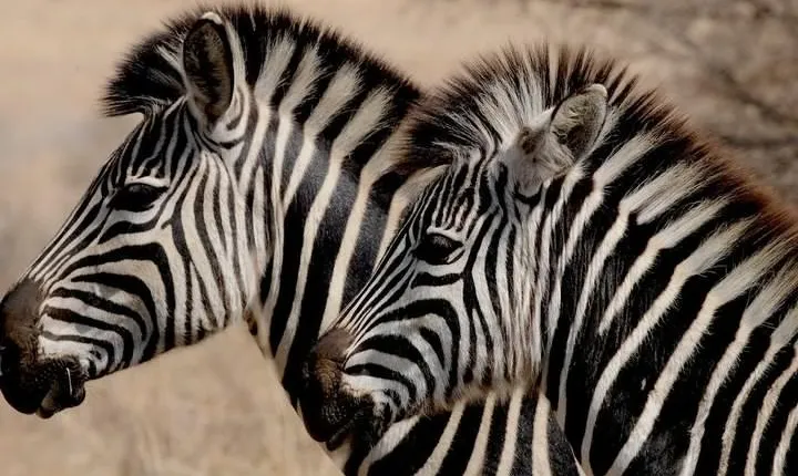 Luxury 5-Day Lesotho, Drakensberg & Safari Tour from Durban