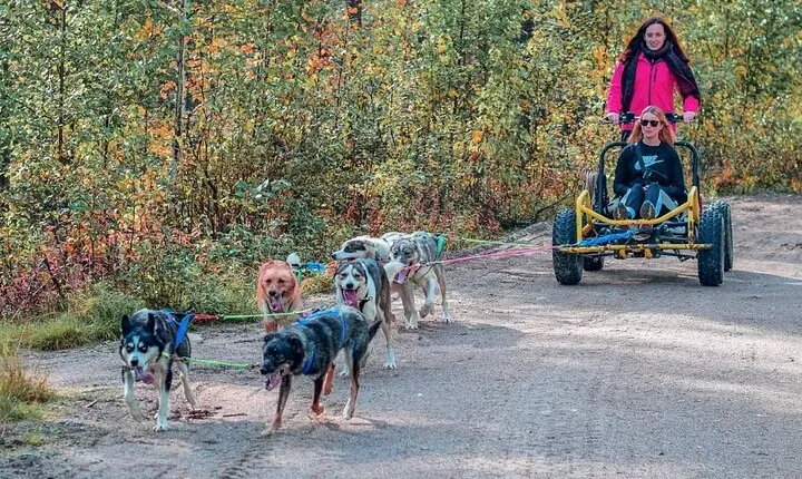 Autumn Husky Training Day in Rovaniemi