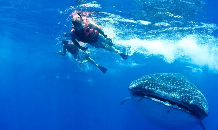 Private Whale Shark All Inclusive Experience