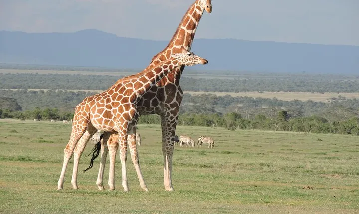 Wildlife safaris and mountain climbing