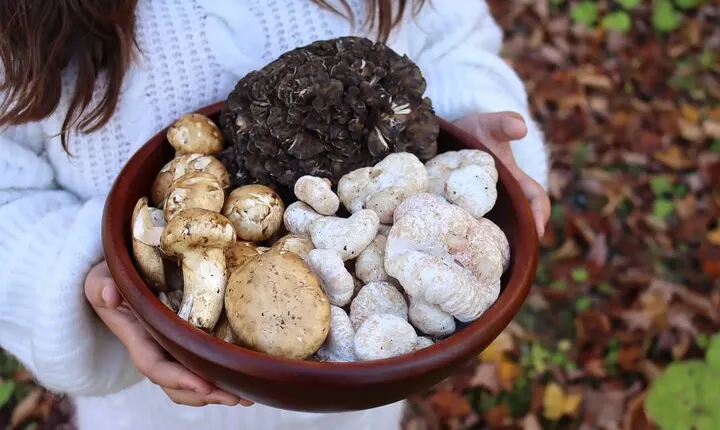 Private Daytrip for Truffle Mushroom Foraging and Wine Tasting