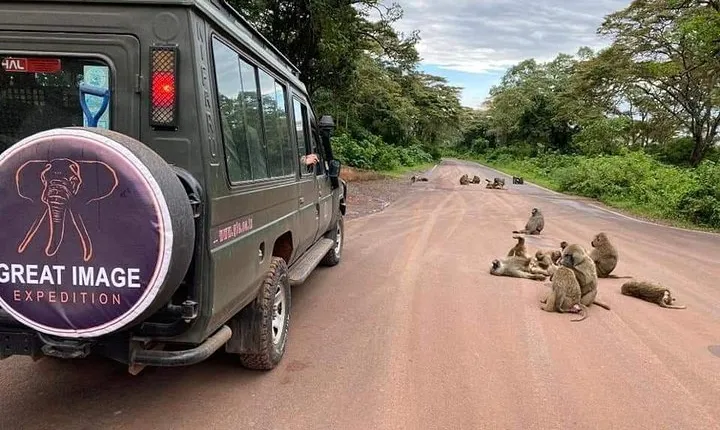 3days Serengeti National park and Ngorongoro Crater Tanzania Safari