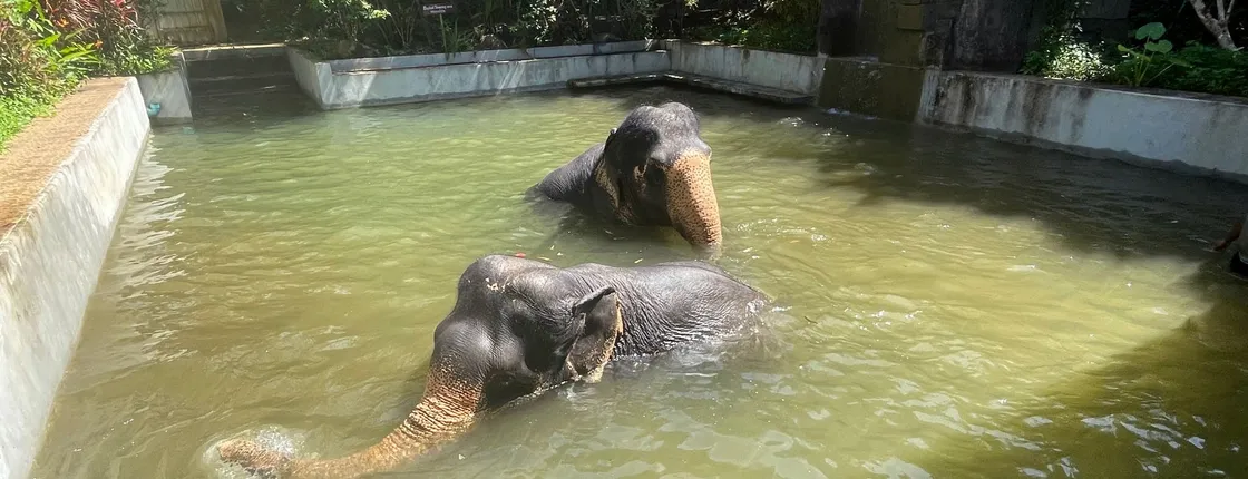 Half-day elephant experience from Khao Lak