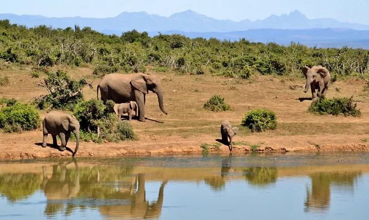 Day trip to Tarangire national park with pick up