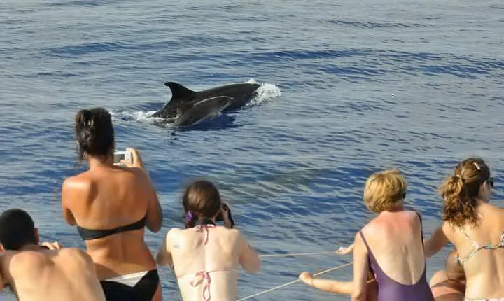 Arieiro Peak and Cristo Rei 4x4 Experience + Dolphins Watching