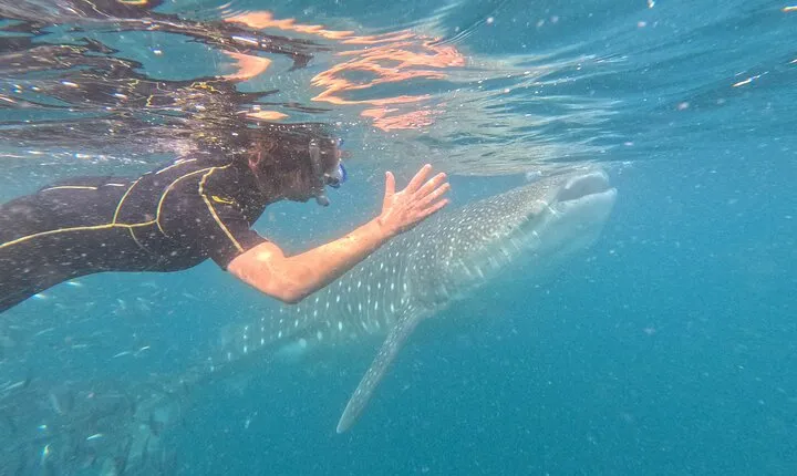 Small group whale shark experiences in La Paz