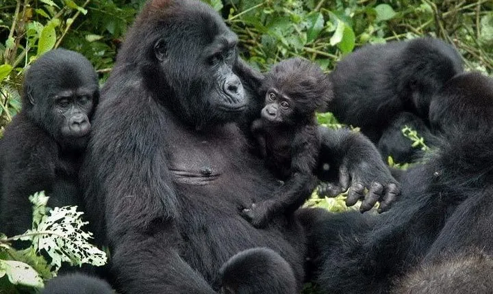3 Days Gorilla trekking tour
