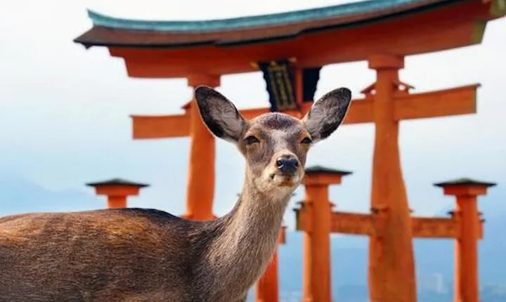 Hiroshima and Miyajima Private Custom Tour with Local Guide