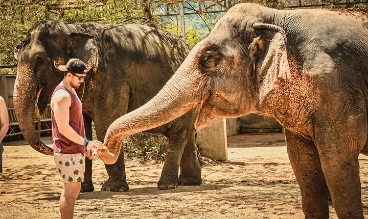 From Delhi: Taj Mahal Sunrise Tour with Elephant SOS Centre