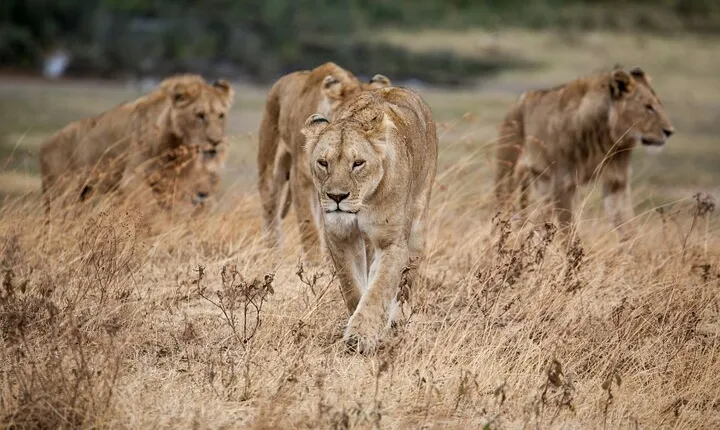 5-Day affordable Tanzania safari with extra activities