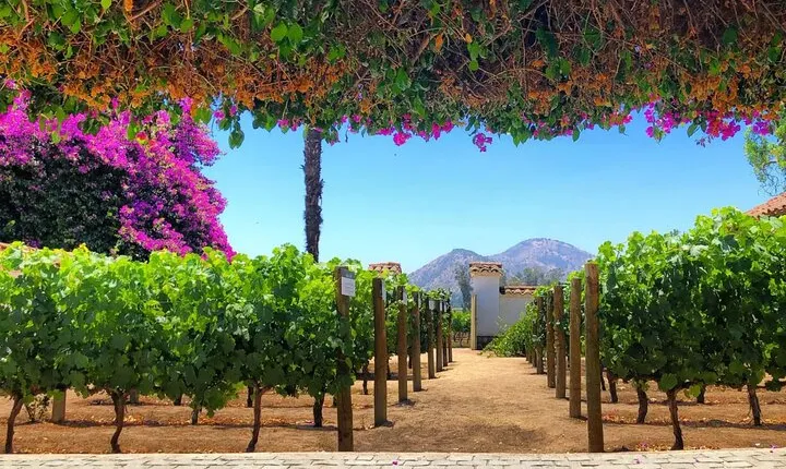 Tour Viña Santa Rita: History, Wine and Picnic Outdoors