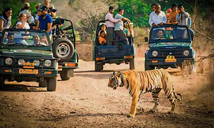 Ranthambore National Park Guided Jeep Safari