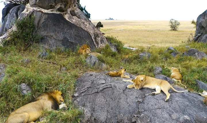 A wildlife Safari in Tanzania