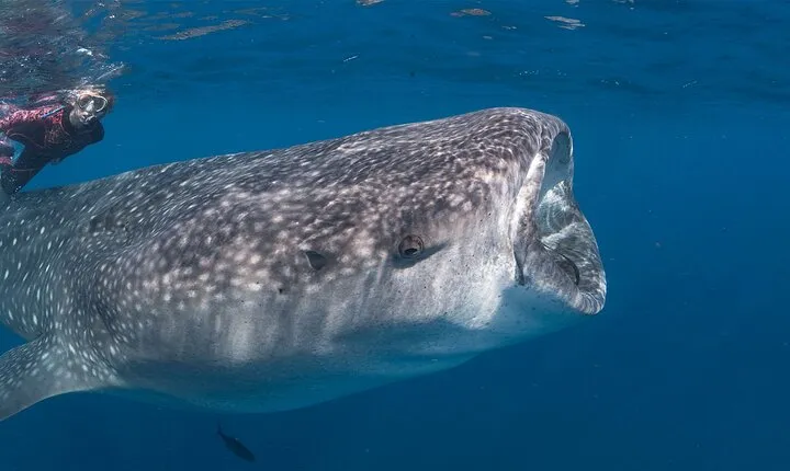 Whale Shark Close Encounters