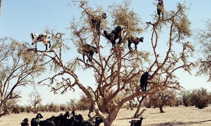 Goats on the Tree Trip in Agadir