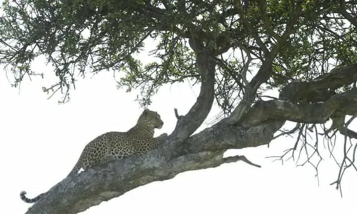 4-Day Camping Safari Including Serengeti & Ngorongoro