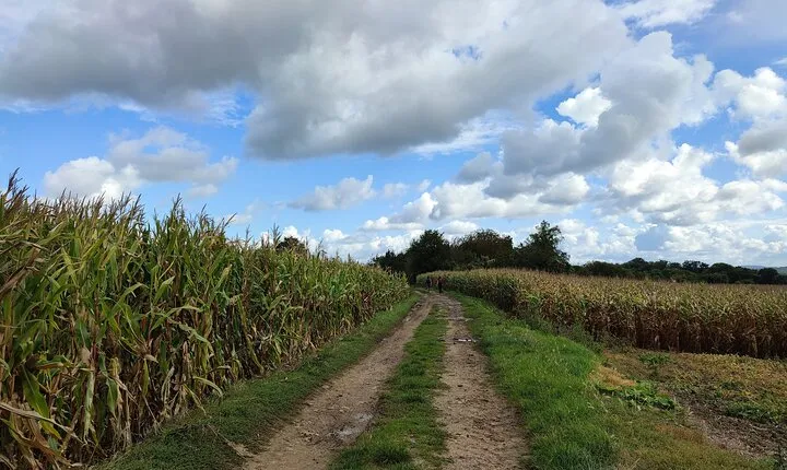 Hiking Adventure in Van Gogh's Footsteps with 6 miles walk