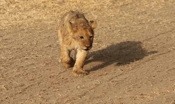 3 Days Tarangire, Ngorongoro & Lake Manyara Group Camping Safari