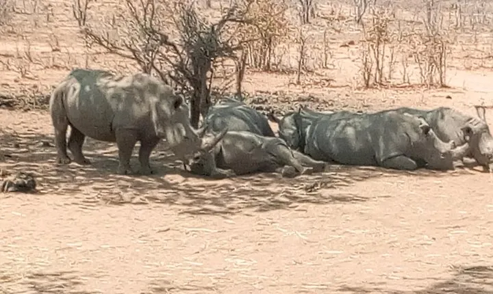 Short Rhino safari walk.