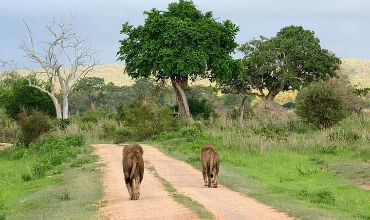 Best 4 Days Tanzania Sharing Group Safari