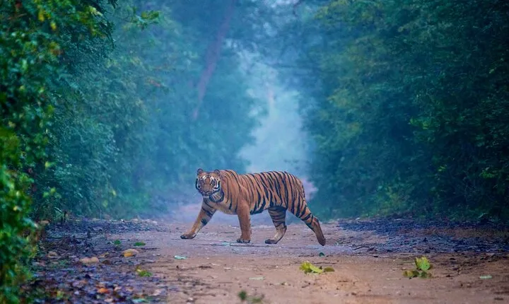 Pune to Jim Corbett: 3-Day Double Safari Wildlife Tour