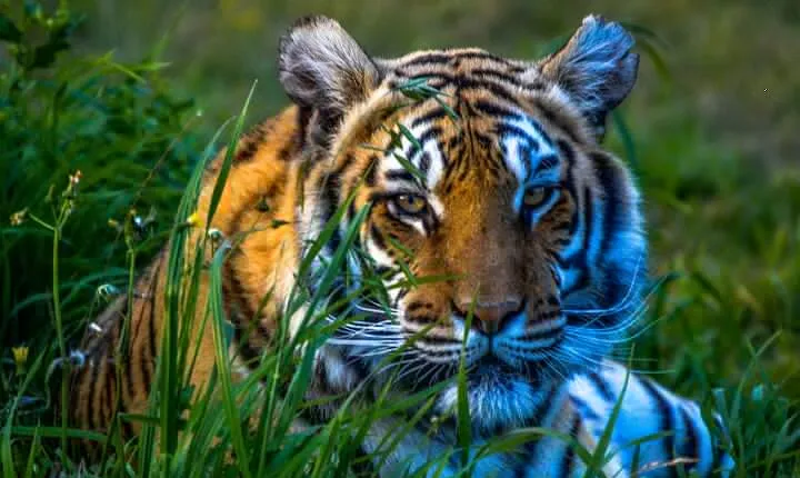 4 Day Golden Triangle Tour with Ranthambore Tiger Safari