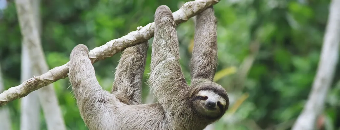 Eco-Adventure and Sloth Sanctuary Tour from Panama City