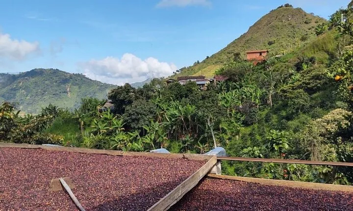 Coffee Tour & Horseback Ride around Medellín!