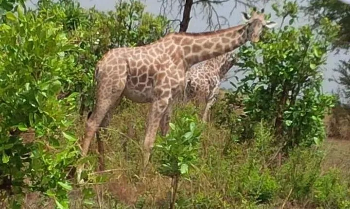 3 Days, Mikumi National park safari, by private transfer