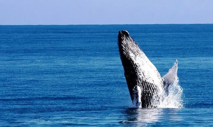 Whale Watching in Samana