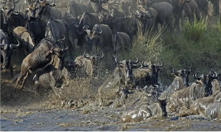 The Utmost Serengeti Wildebeest Migration and Big Five