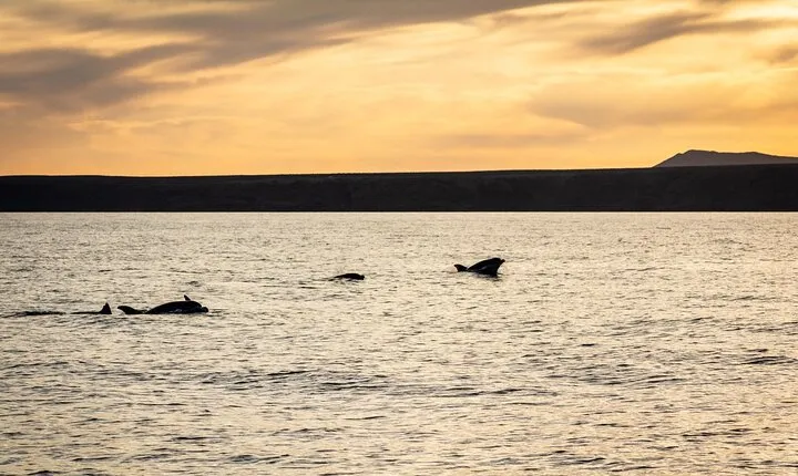 Small Group Dolphin Sunset Tour on Electric Catamaran Lanzarote