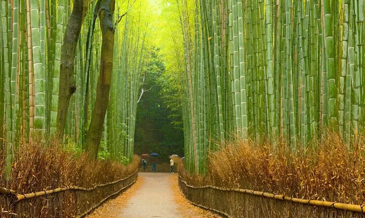 Kyoto: Arashiyama Highlights with Wgashi Making Workshop
