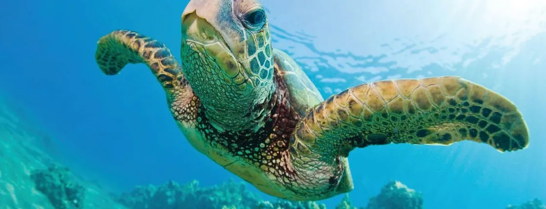 Hawaii snorkeling excursion with lunch