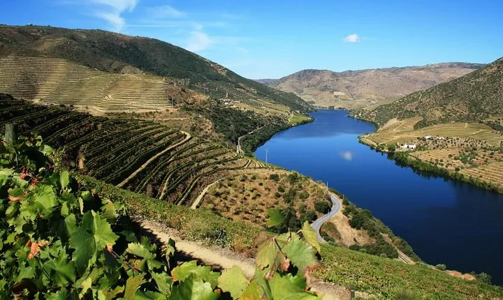 Douro Valley Wine Tour: 3 Vineyard Visits, Wine Tastings, Lunch