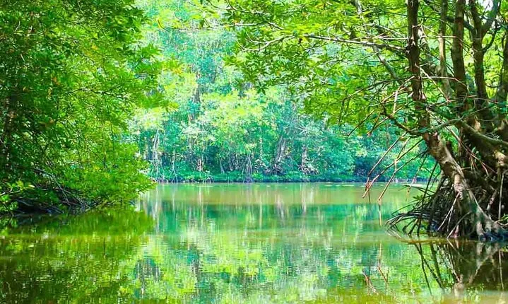 Can Gio Mangrove Forest 1 day tour