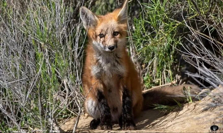 Yellowstone For Kids All-inclusive”Family Fun” Tours PU Cody Wy