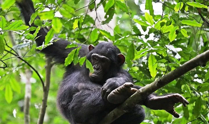 Experience Chimpanzee Trekking in Budongo Forest