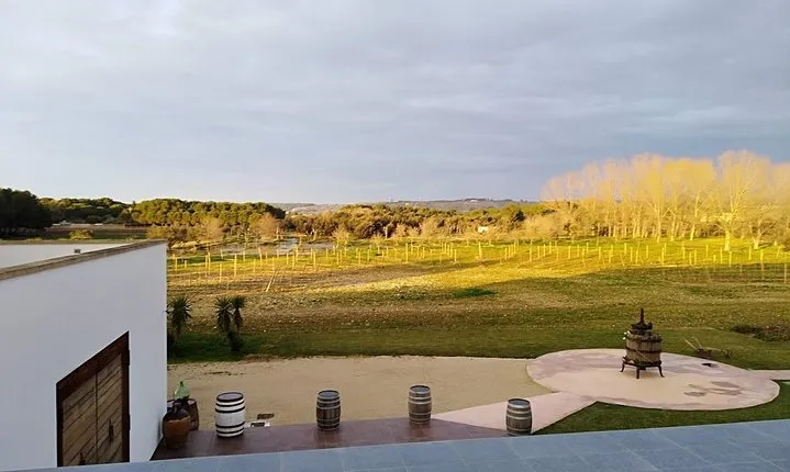 Salento wineries tour from Matera