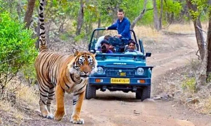 Golden Triangle & Tigers (Delhi-Agra-Jaipur-Ranthambore National Park)