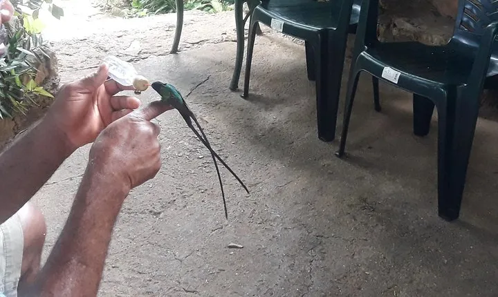 Private Rockland Bird Sanctuary Tour from Montego Bay