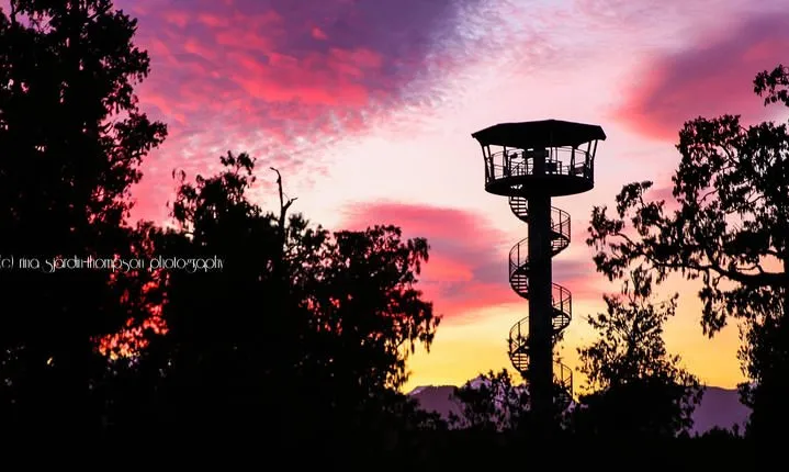 West Coast Tree Top Walk Experience