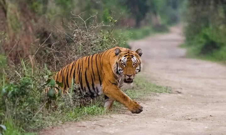 Private Luxury Golden Triangle Tour With Ranthambore Tiger Safari