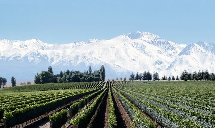 Full Day Private Guided Tour of Vinicolas de Mendoza