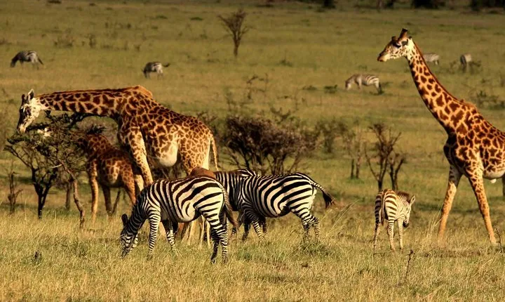 3 Days Ngorongoro Crater Wildlife Camping Safari 