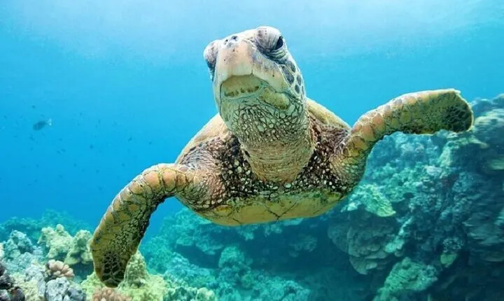 Private Abu Dabbab Snorkeling with Turtles & Transfer - Hurghada