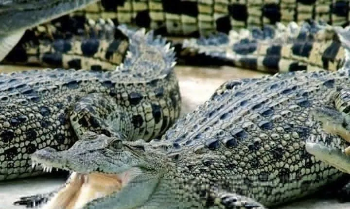 Cape Town. 3days Attraction: Crocodule Cage&cape Point &wine Testing