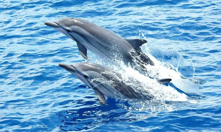 Sea Trip to Dolphin House & Snorkeling With Lunch - Marsa Alam