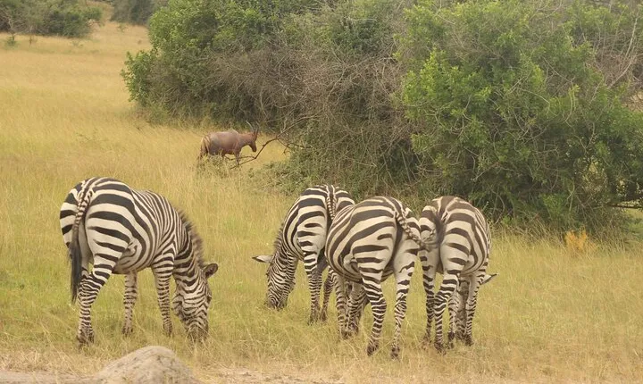2 Day Lake Mburo National Park Wildlife safari 